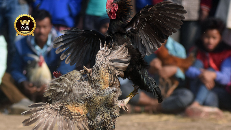 Trực tiếp đá gà